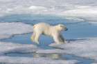 Norway, Svalbard. Polar bear cub jumping across water on pack ice. Art Print